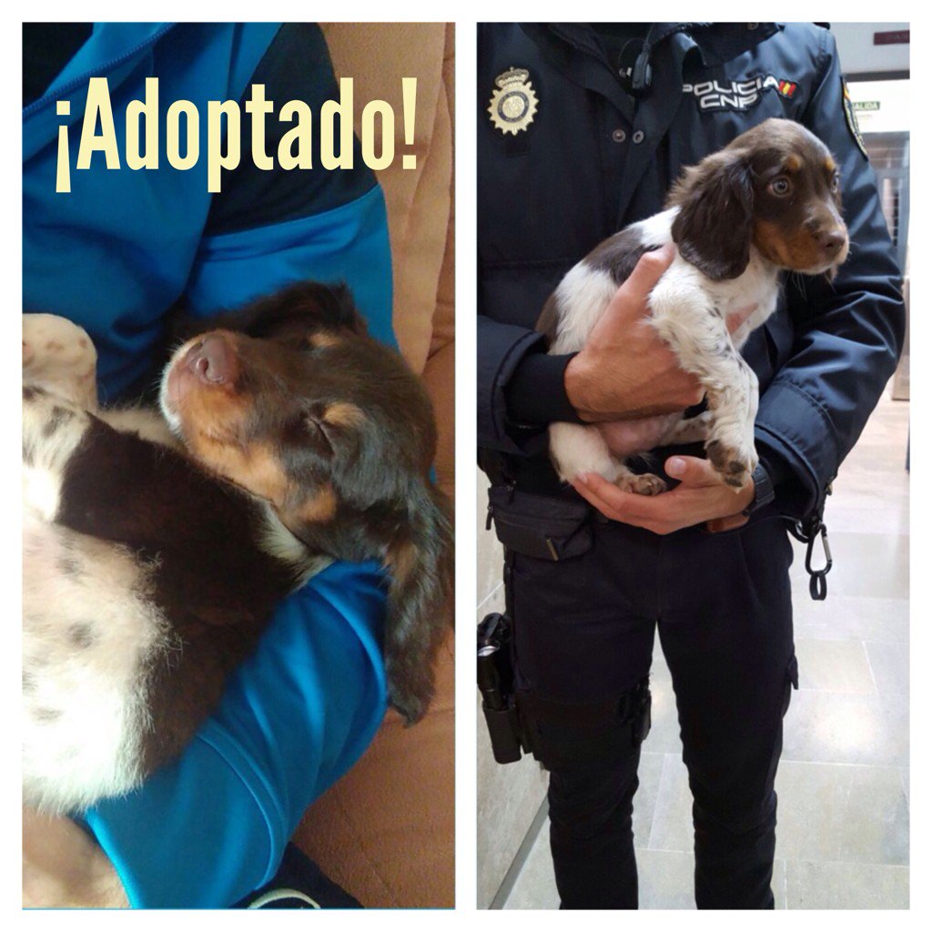Anmahi's tweet photo. @policia @JaviNieves Gracias por la difusión! Ya ha sido adoptado y es muy #feliz! https://t.co/7YhanWp8y0