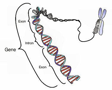 CancerAntiquity's tweet photo. By gene mapping, we can understand how our #genome works &amp; which genes are linked to #Cancer https://t.co/jriXf4PqAb https://t.co/CJ7dQOj0dJ