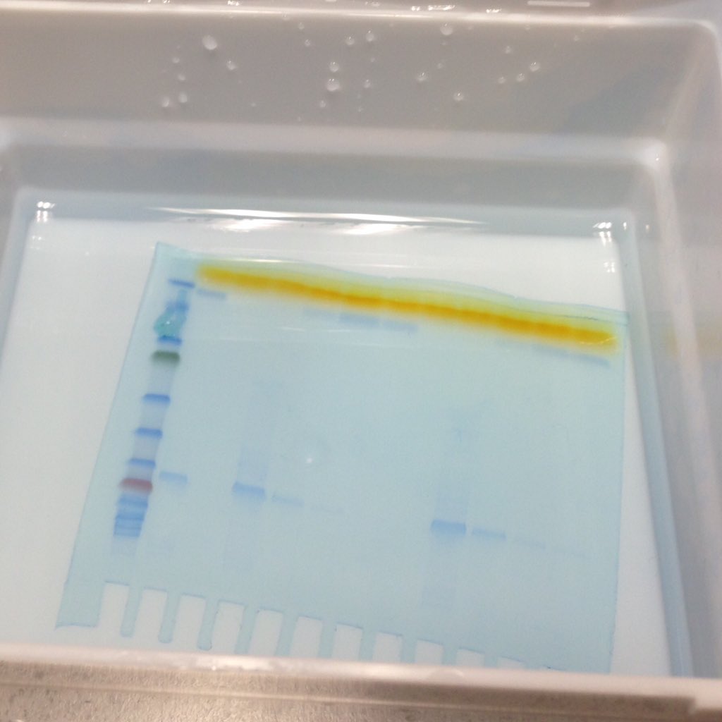 lucymaygoodwin's tweet image. All in a day&apos;s work #fuckyeahscience