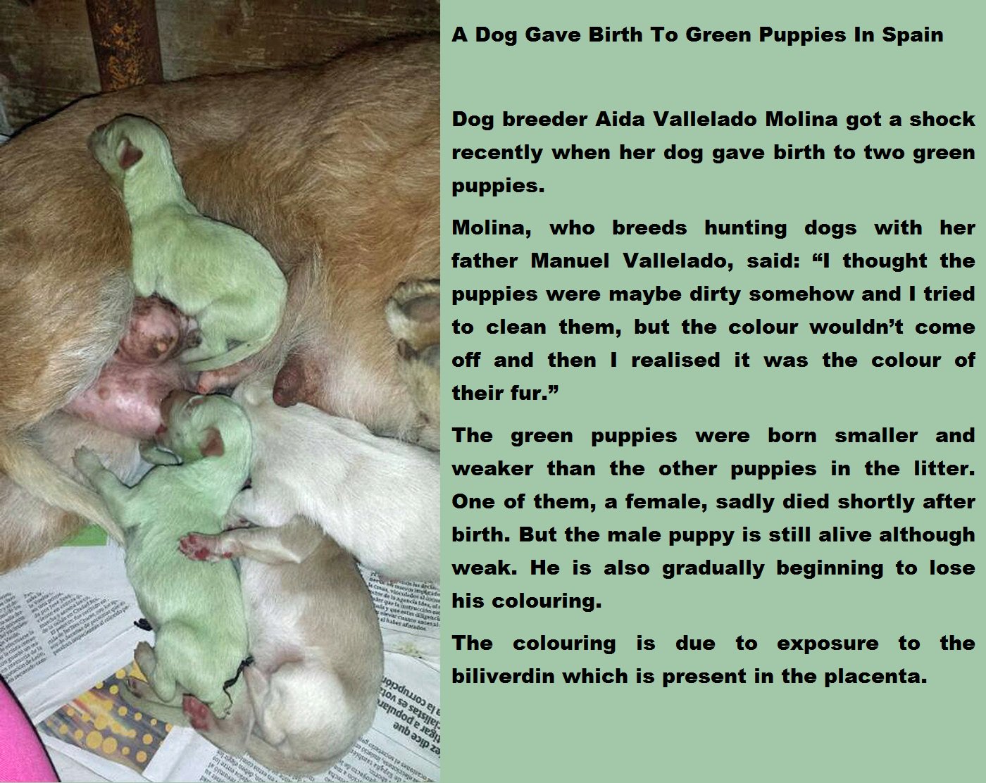 Why Are Some Dogs Born Green