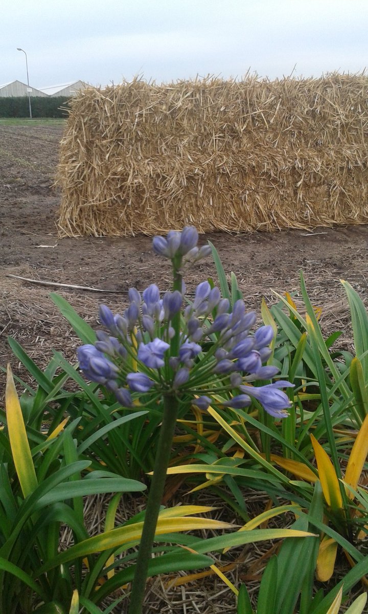 JBleeker16's tweet image. Still flowering outside. Funny