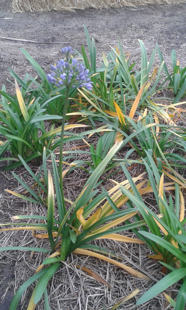 JBleeker16's tweet image. Still flowering outside. Funny