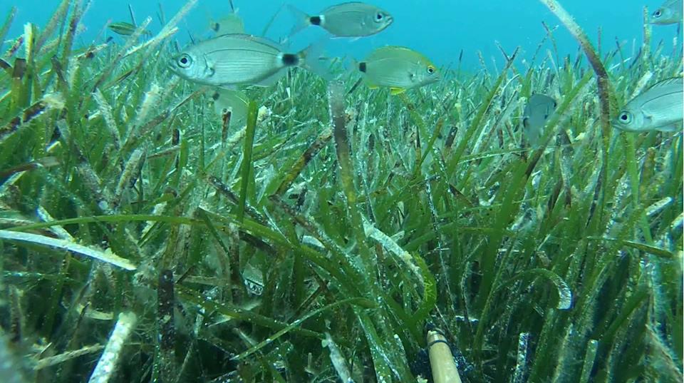 #COP21 #Seagrass captures &amp; stores #carbon up to 100x more than #rainforests bit.ly/1WIg4Gy #climatechange
