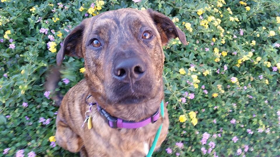 PETPARTMENTS's tweet image. Ready for your dog to stop pulling you on your walks?  #Petpartments will make that happen! petpartments.com