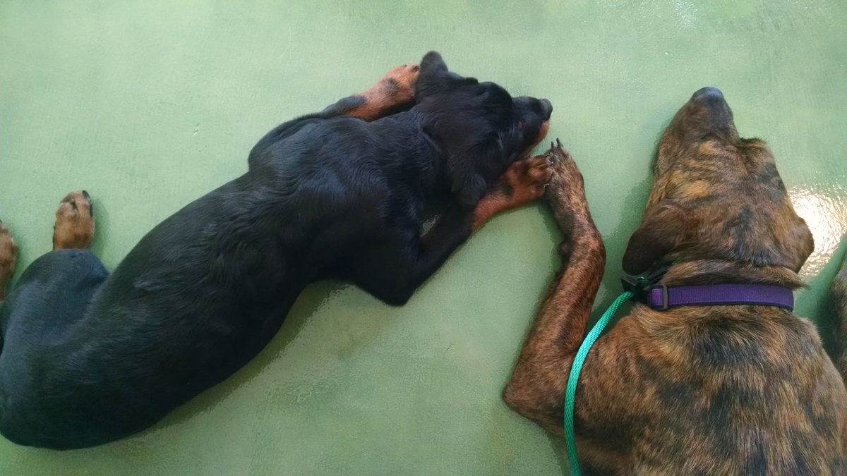 PETPARTMENTS's tweet image. Daycare for your dog! They have best friends too! #welovepets #petpartments #doggydaycare #bff #tucson