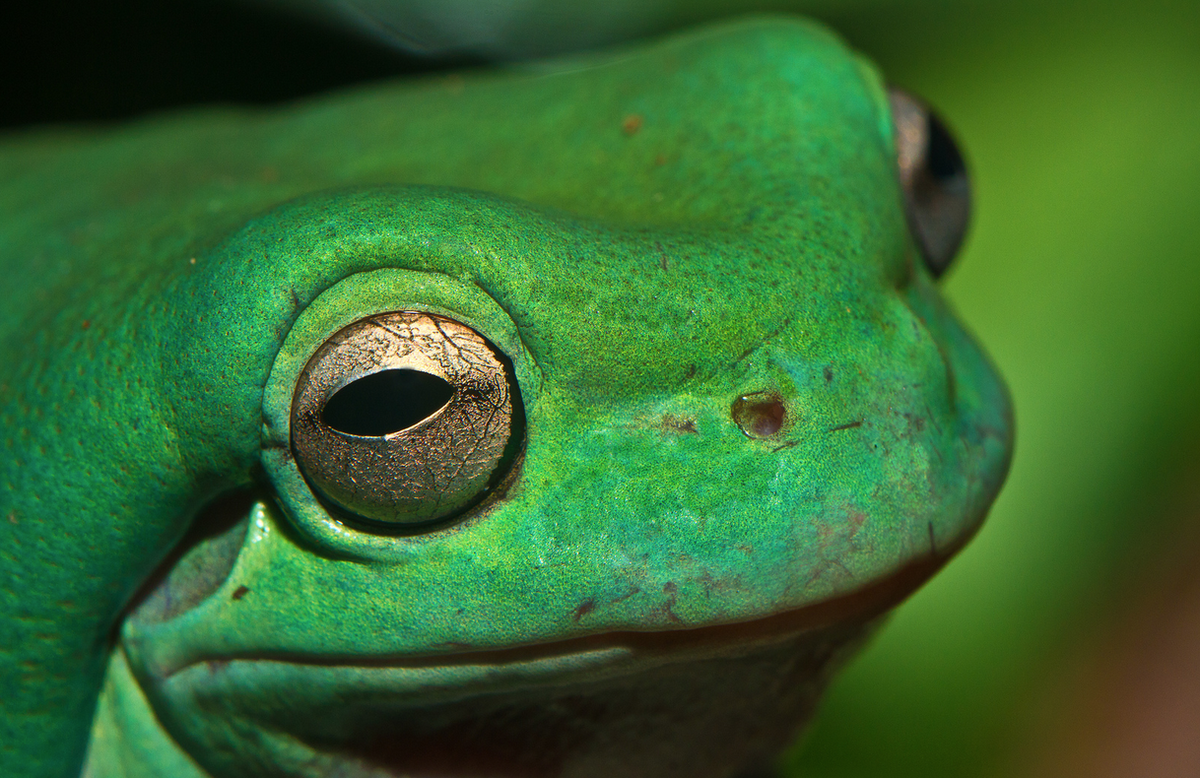 sandiegozoo's tweet photo. Here's lookin' at you kid. 🐸 (photo: Charles Jellison) https://t.co/bVT07uWIyc