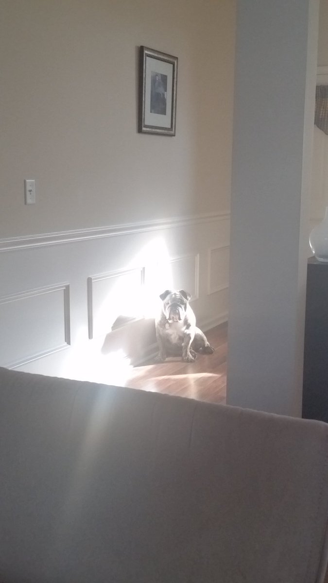 peter_barkley's tweet photo. @RadioFreeTom #FirstWorldPetProblems https://t.co/HRUzGPBRJY