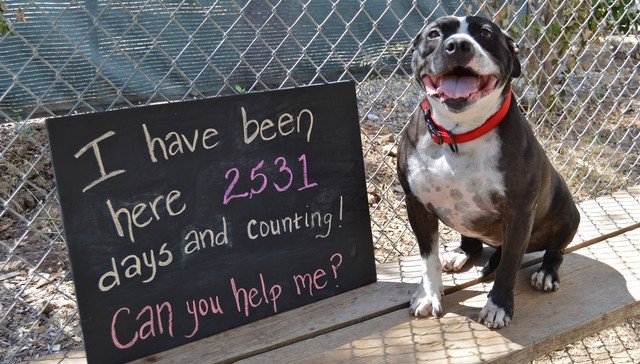 Jules_2010's tweet photo. Dog at shelter for 2,531 days is so ready to be loved #NeedsLOVINGhome Open UR hearts
https://t.co/N2vwmOs8YZ https://t.co/6ZmqB2ND4A