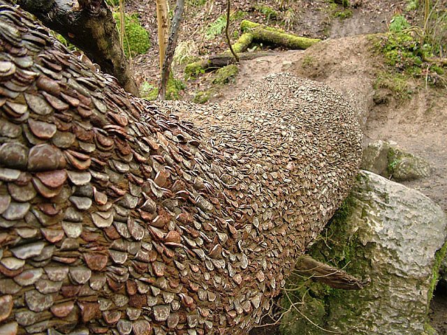 bolton_abbey's tweet photo. Have you explored Bolton Abbey enough to find our Money Tree?  #NationalTreeWeek https://t.co/SkvssvSj9L