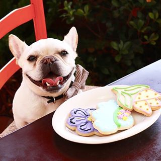 Frenchie_Cute's tweet photo. Friday means cookies!! #breakthatdiet https://t.co/6DdsdxGyuV https://t.co/pIO6bsf5hu