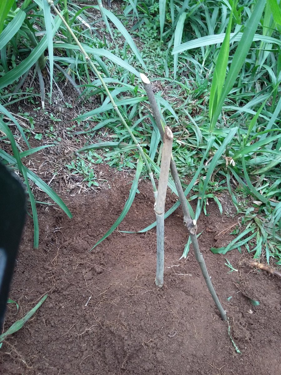 YFCCJabar's tweet photo. penanaman bibit Bambu dalam kegiatan Bambok for earth di Desa Batu Lonceng @YFCCIndonesia https://t.co/aAXnmW6SkG