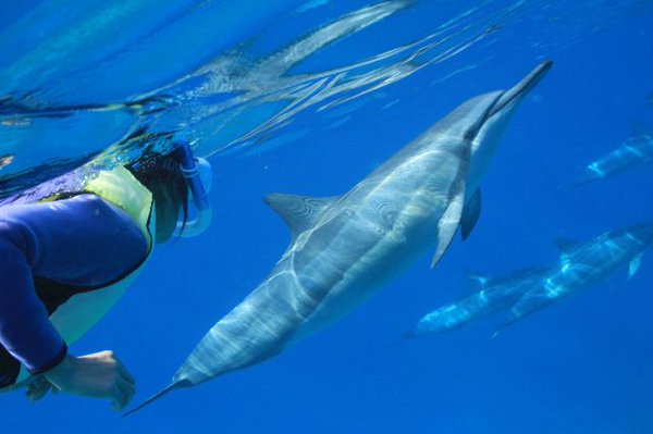 【ハワイ島】クジラやイルカと一緒に泳ぎたい♪ シュノーケリングOKのドルフィンスイムツアー