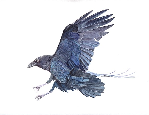 creativehare tweet picture