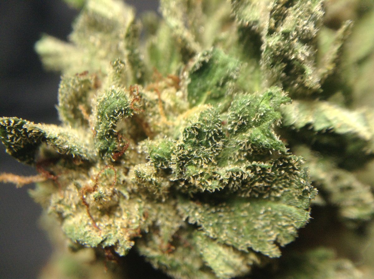 theAgingEnt's tweet photo. Got some local #NorthernPie #Balanced #MedicalMarijuana #WAPot #StonerNation #420 #StickyIcky #Diesel #Grapefruit https://t.co/lCY9wICKfh