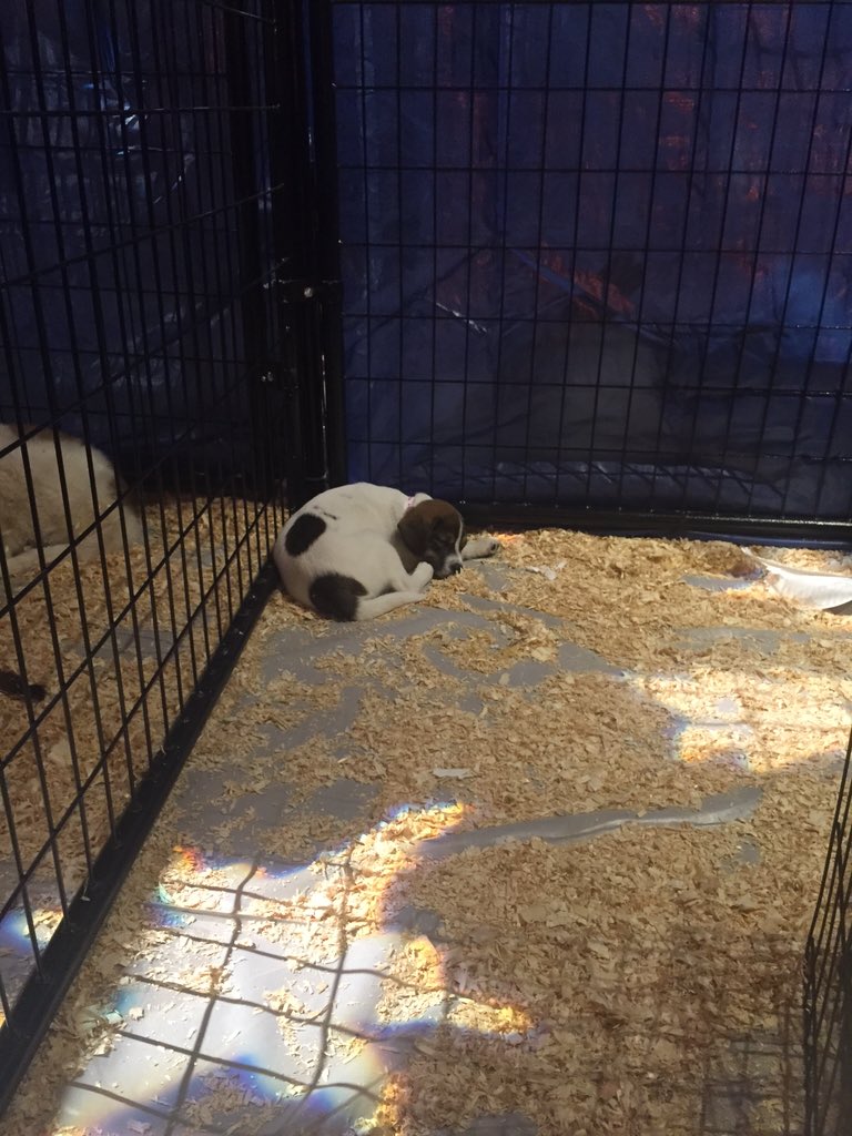 _LisaCooL's tweet photo. Hi Norie! When your 8 brothers &sisters have been adopted & you're the last one waiting for a home.π #LouisLegacy https://t.co/PHOb6Eju2W