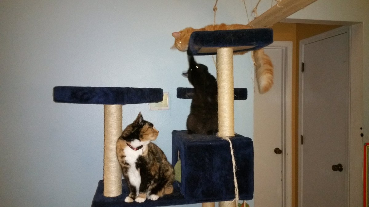 2B_Painfree's tweet photo. @madraven1972 Also #OwnedbyKittens #OwnedbyCat ♡ https://t.co/UILkqSH5RT