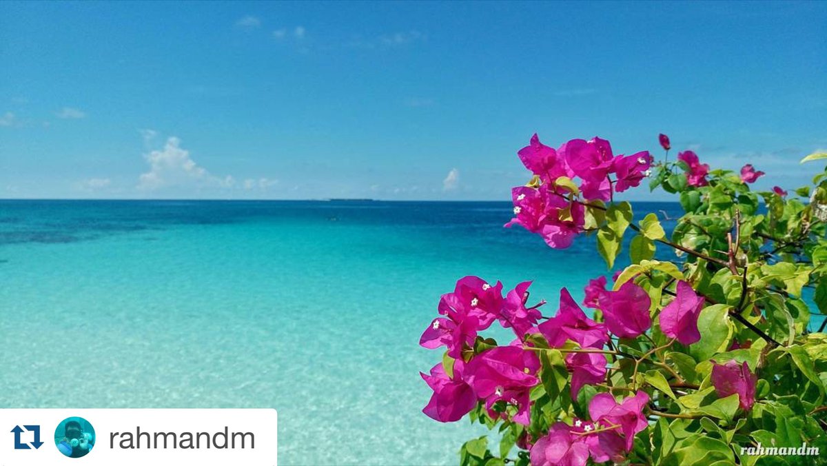 coconotion's tweet photo. Lovely #Repost by @rahmandm. 

If you can't escape to the tropics, using Coconotion is the next best thing. 🌴😎 https://t.co/99DvYC9ChW