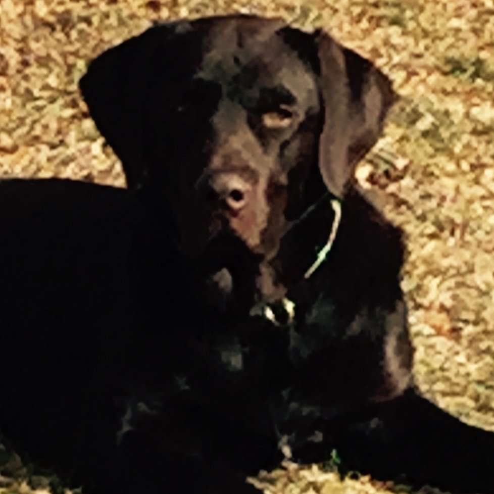 beelingw's tweet image. Handsome #K9 #K9bff #atworkperk