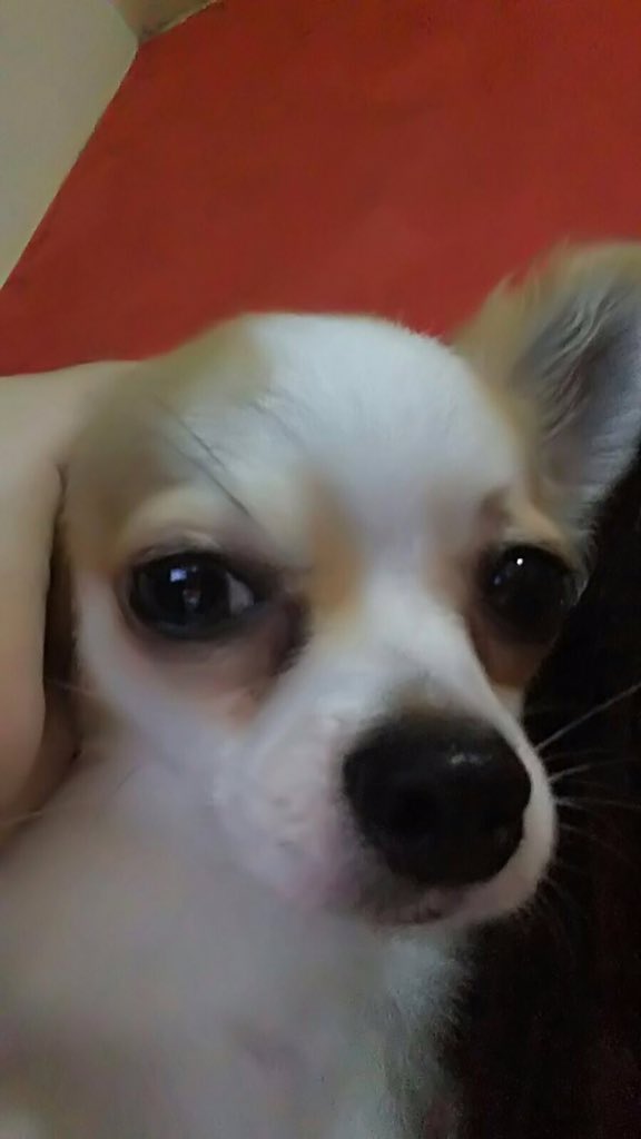 crspenter's tweet photo. quando a falsiane me menciona https://t.co/H8OuA5sxmy