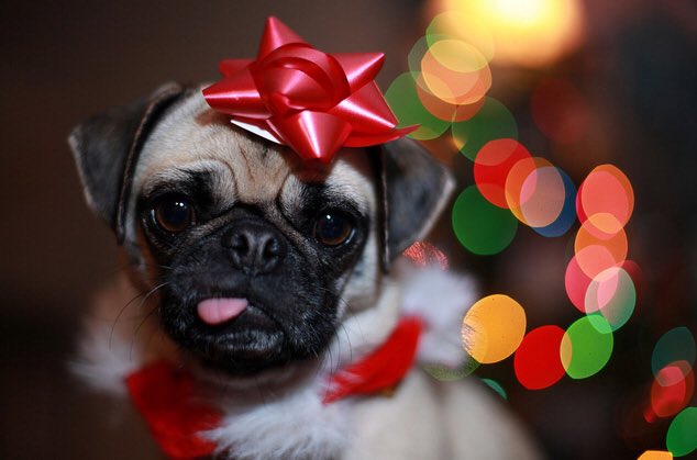 CutestPug's tweet photo. "All I want for Christmas is you" https://t.co/5rrLxqawWd