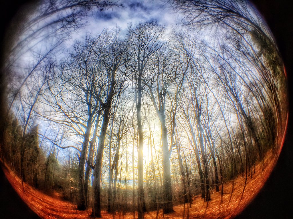 TheEhCanadian's tweet photo. A #dream from a fish's #perspective 
#fisheye #foreest #woods #creepy https://t.co/YMnNoFZ7pF