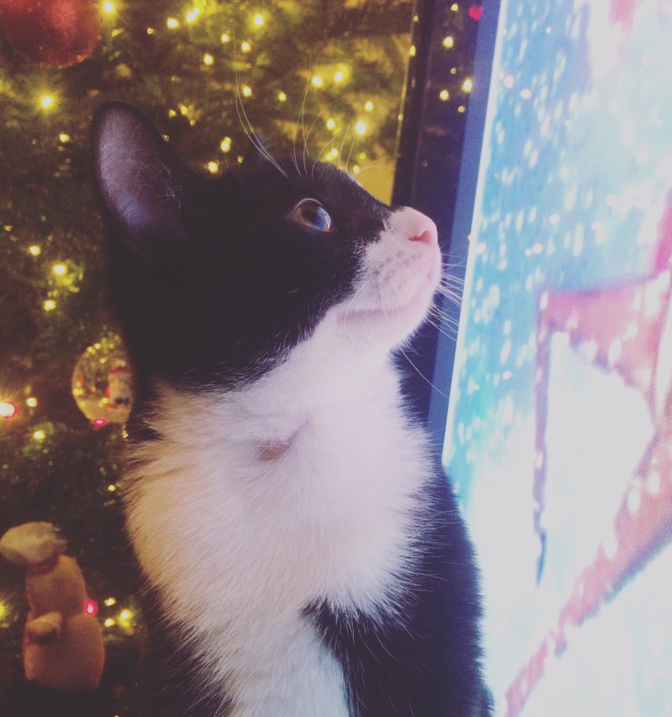 nathandorling's tweet photo. Milky is so cute and enjoying the Christmas spirit #cat #christmas https://t.co/pCCkUvXjZF