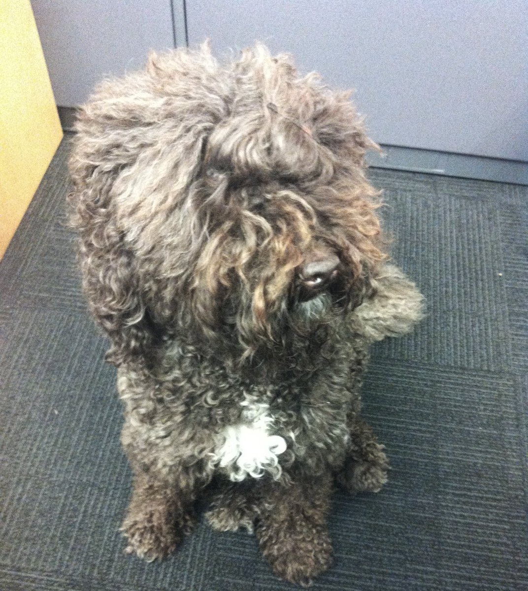 ASKIDASoftware's tweet image. Today we have a new employee in our offices. She is amazing at QA! #QAdog