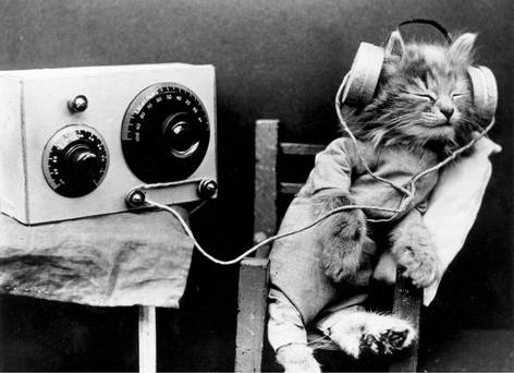 _ModeLegion_'s tweet image. Music for cats: because our #furryfriends deserve a favorite song too! #music #meow #meowsic
voc.tv/1XHvBkV