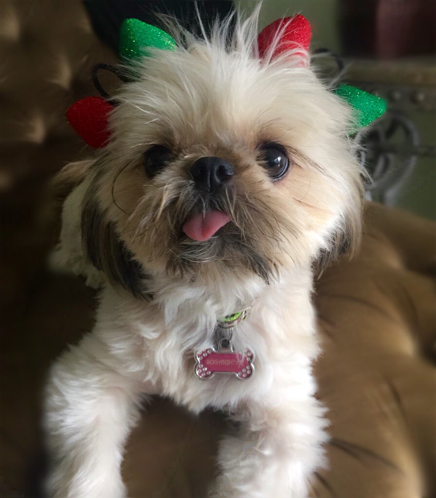 QuirkyPup's tweet photo. I'm a fir Christmas tree!Get it?! https://t.co/fKv3BTdPR1