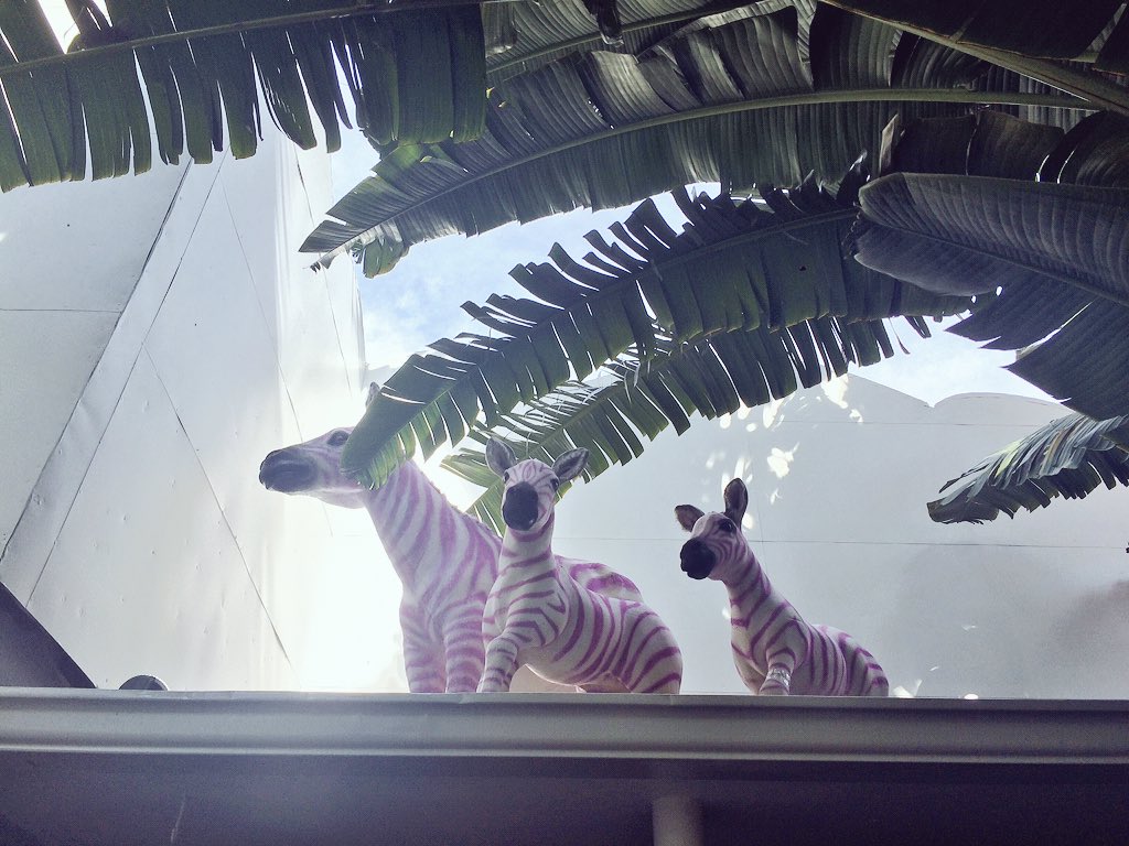 AmandaRushforth's tweet photo. Spotted a little piece of Jo'Berg in Miami 😉 @zebrasquare001 #NextAdventure #WinterInSA https://t.co/E5AUT9Yugp