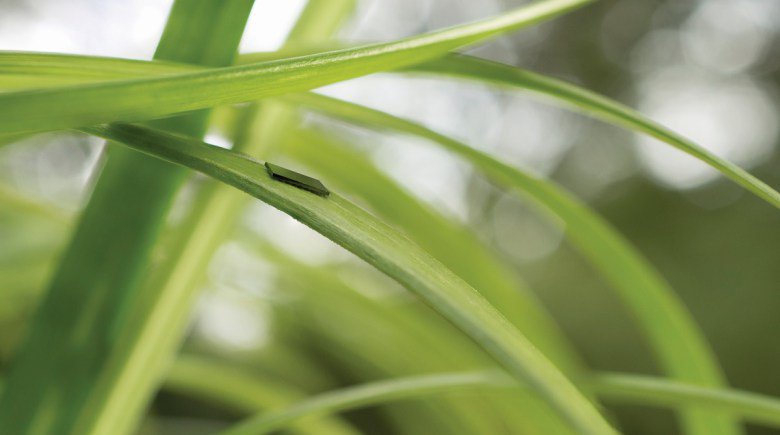 WescomCapital's tweet photo. That’s not a blade of grass — It’s a Freescale #IoT Internet of Things chip https://t.co/KpPiZFNrZ0 https://t.co/BnhzNIInVp