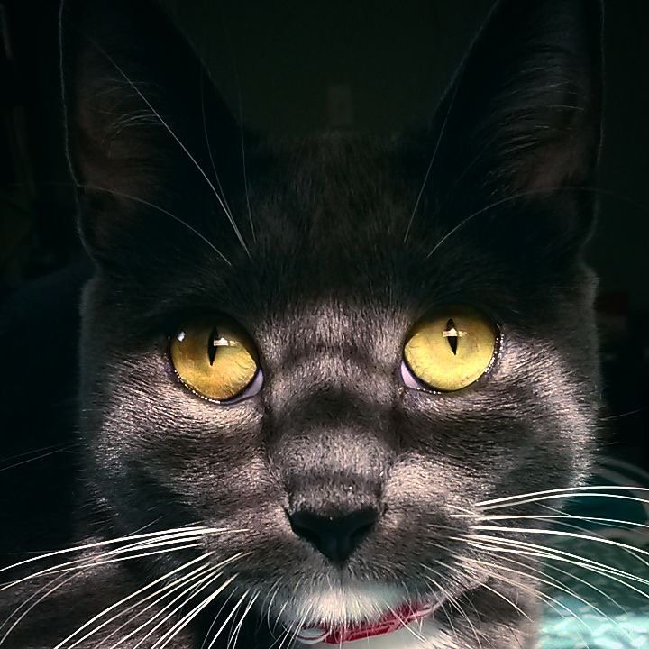 The Cult Cat (@elverojaguar) on Twitter photo 