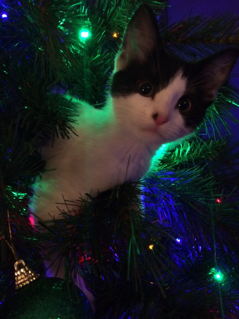 Maffew5's tweet photo. #ChristmasTree #Christmas #Kitten #Me #YouandMe #Christmaswithkittens https://t.co/jCFZPO9llb