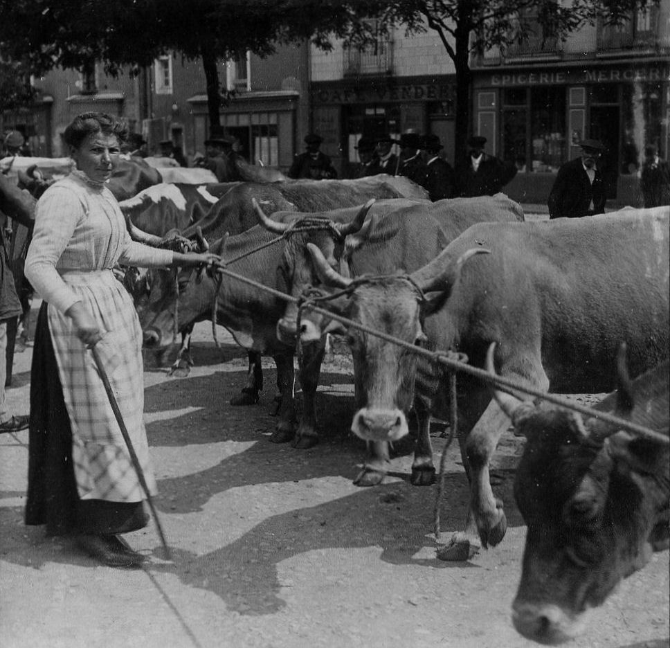 VictorGirardN's tweet photo. Un marché aux bestiaux vers 1900, mais où ça ?.. Vous séchez ? Place Viarme à #Nantes, bien sûr ! https://t.co/XKralj0V0N
