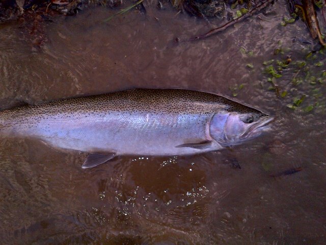 DrylineSteel's tweet photo. Thank You Mr Temple dog.  #steelhead https://t.co/eoo49r6F9u