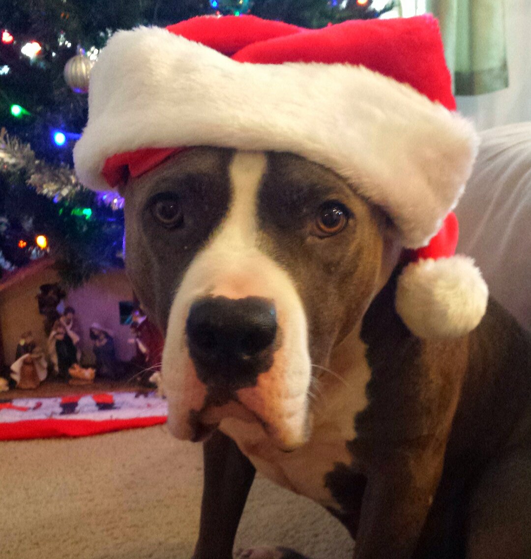 massa_pit's tweet photo. 21 days until Christmas!! #merrychristmas  #PitmasCountdown #viciouspitbullfail https://t.co/KGYM1XXram