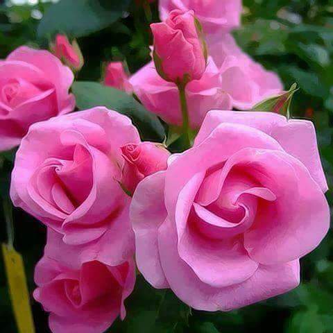 Saad Rifaat tweet media