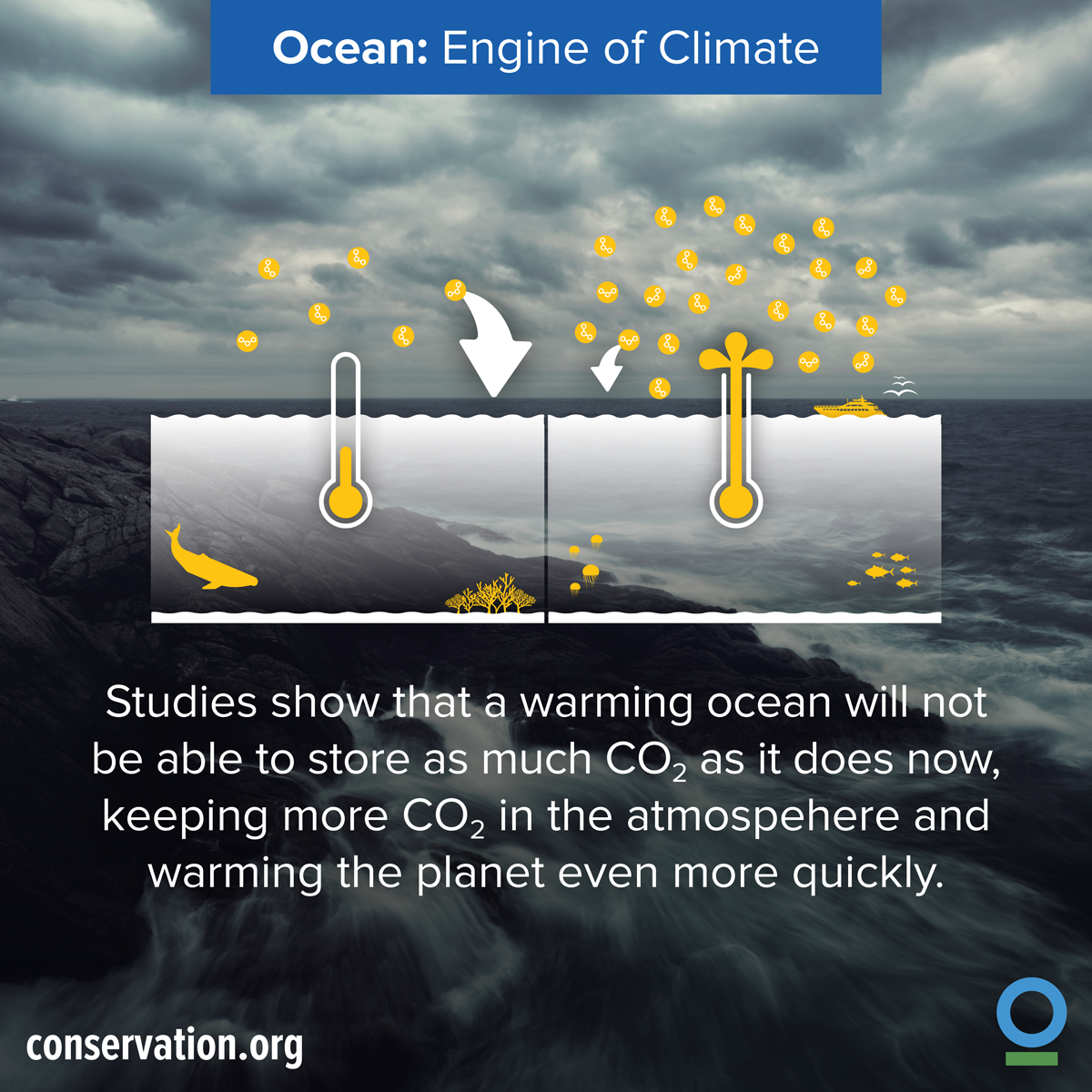 ConservationOrg's tweet image. We must protect #oceans to fight #climatechange: ci-intl.org/1kIhcZN. #COP21 #OceansDayatCOP21