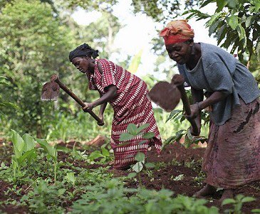 PwC_InterDev's tweet photo. New study outlines Uganda’s route to a climate resilient future @CDKnetwork #COP21 #ADS2015 https://t.co/agIEIOCRF6 https://t.co/VcEAeRYSGM