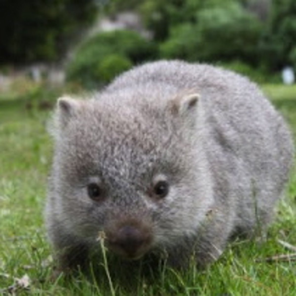MELLOWCELLO1's tweet photo. My orig. story read to my music to help  wombat rescue....ALL proceeds go 2 sanctuaries..

https://t.co/2dVNQqufu3 https://t.co/geXsd9VV4W