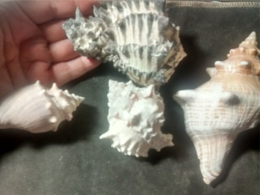 saltwaterfishes's tweet photo. #coralatlas on eBay
#stargaterjo on eBay
#NatuRedux on eBay https://t.co/AbtnqNOqF4