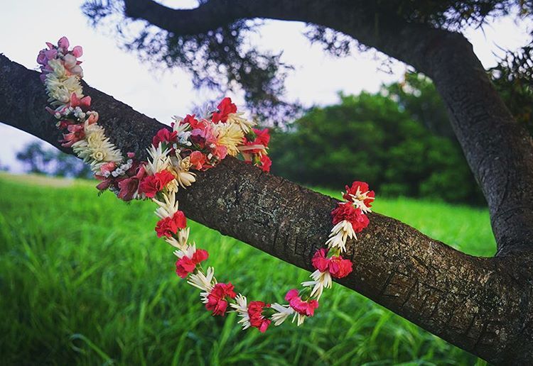 BlueHawaiiPhoto's tweet photo. Happy Aloha Friday. #alohadownunder #oahu #phototours #lethawaiihappen #lei #gohawaii #808 #blessings #canonhawaii … https://t.co/rY55dYMSd7