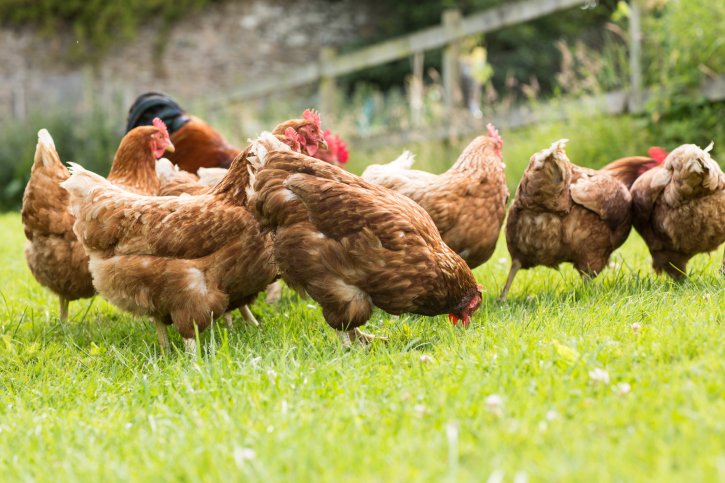 FutureFood2050's tweet photo. Should chickens eat bugs? https://t.co/34RKUJEOj7 @FastCompany #ff2050 #futurefood #insectsasfood https://t.co/lt3UHuxpkq