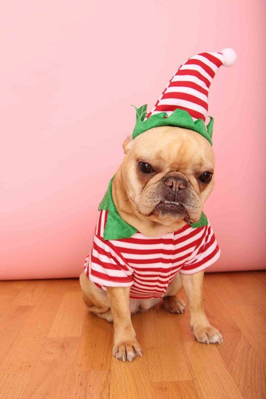SassyMouth2012's tweet photo. Stupid human and her camera... #5WordElfProblems https://t.co/EMciJK7XPX