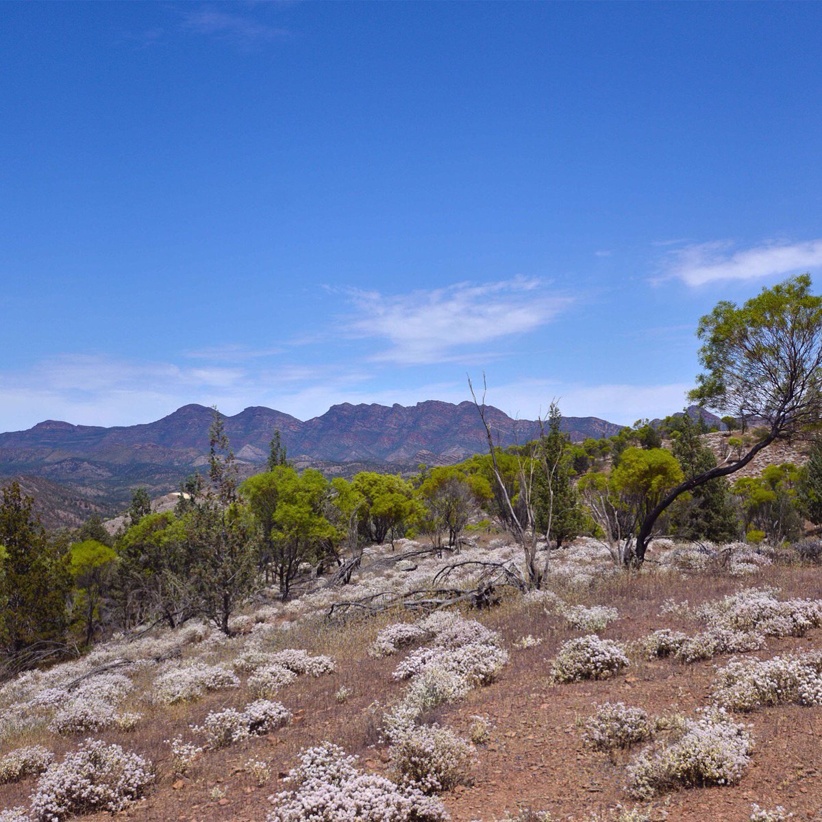ltdaustralia's tweet photo. Breathe.. The awe & splendour of the Flinders Ranges.. #Elddis #visitsouthaustralia #aussiephotos #eliteRV #life https://t.co/yxBOnonfrA