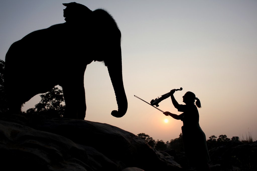 kiplingcampmp's tweet photo. Tara enjoying a performance on the river before dinner from our guest Khursheed.

Photo by Freddie Mark https://t.co/OuS1d8YqGU