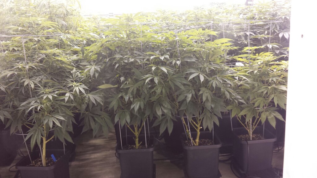 ScorpionGlobal's tweet photo. Soon to be #dank #ScorpionGirlsCrew#topshelf#cannabiscommunity#hightimes#DelinquentOG#BCBudDepot#GreenZebra https://t.co/MCtKRfozfl