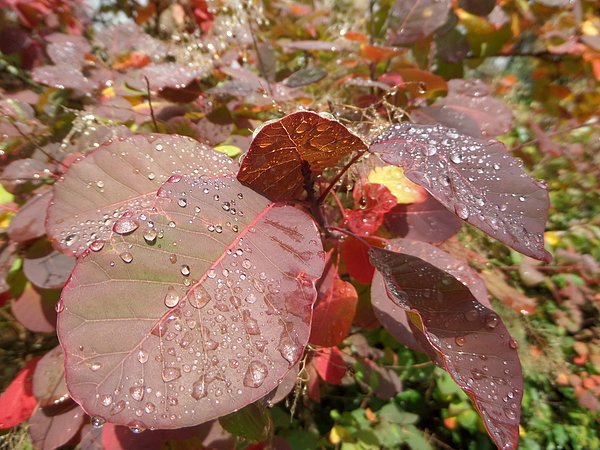 Tim Clinton (@timclintonsport) on Twitter photo New artwork for sale! - "Raindrops on fall leaves" - fineartamerica.com/featured/raind… <a href="/fineartamerica/">Fine Art America</a> New artwork for sale! - "Raindrops on fall leaves" - fineartamerica.com/featured/raind… <a href="/fineartamerica/">Fine Art America</a>