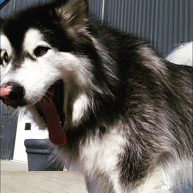 BowDogCalgary's tweet photo. "Wazzaaaaaaa?!" -Ares the #Malamute #yycdogs #yyc #bowdog #friday #TGIF #justkiddingweworkallnight #alldayallnight https://t.co/IN1PNsUr0g