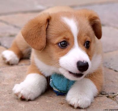 sharecute_com's tweet photo. Cute Puppy at https://t.co/Bl6Sn22GLK https://t.co/YJMsfEvif4